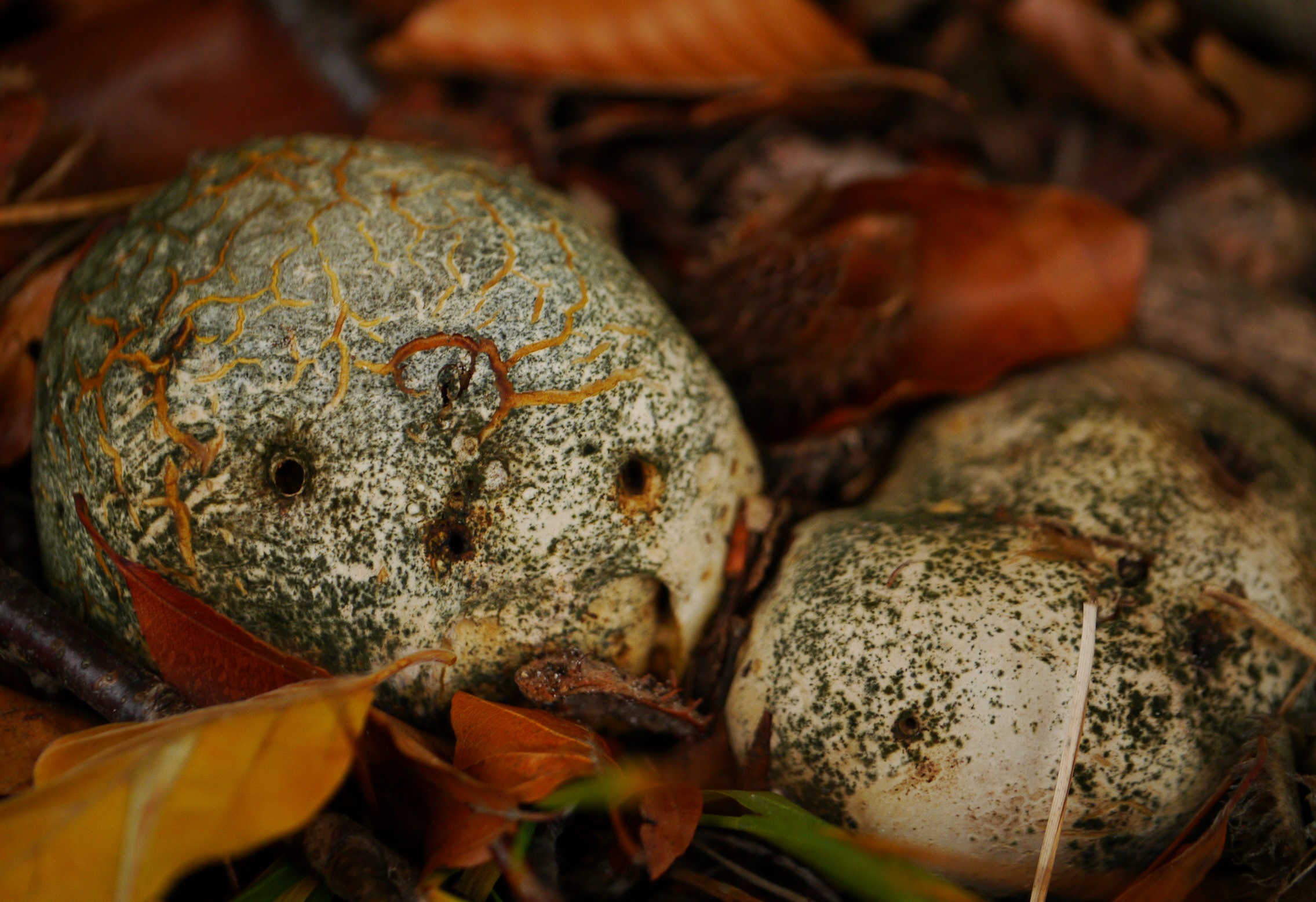 Een bovist denk ik...welke?